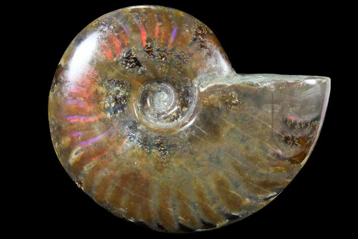 Iridescent Red/Purple Flash Ammonite - Madagascar #81370
